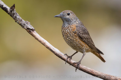 Rock Thrush (Monticola saxatilis)