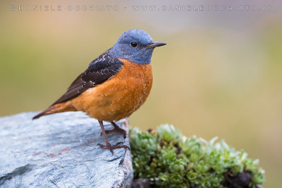 Rock Thrush (Monticola saxatilis)