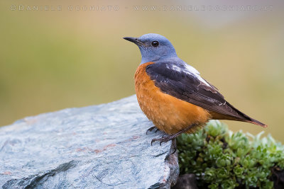 Rock Thrush (Monticola saxatilis)