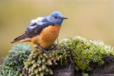 Rock Thrush (Monticola saxatilis)