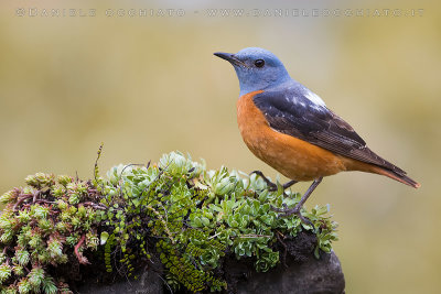 Rock Thrush (Monticola saxatilis)