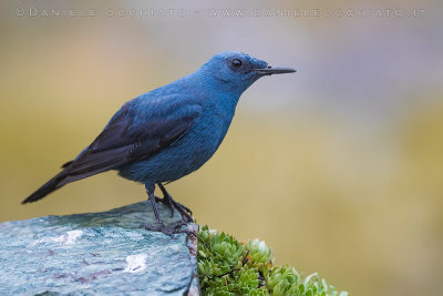 Blue Rock Thrush (Monticola solitarius)