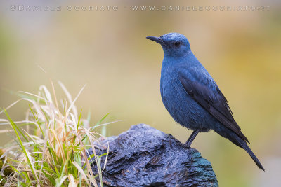 Blue Rock Thrush (Monticola solitarius)