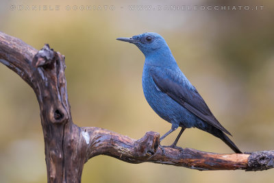 Blue Rock Thrush (Monticola solitarius)