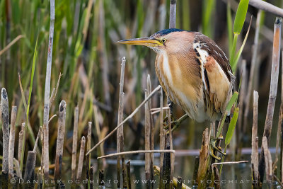 Little Bittern (Ixobrychus minutus)