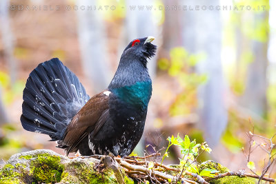 Capercaillie (Tetrao urogallus)
