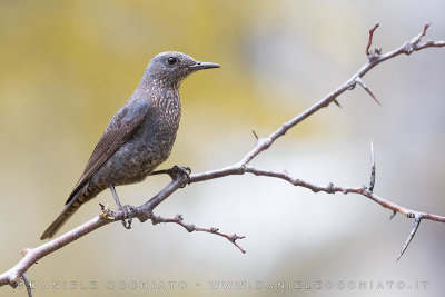 Blue Rock Thrush (Monticola solitarius)