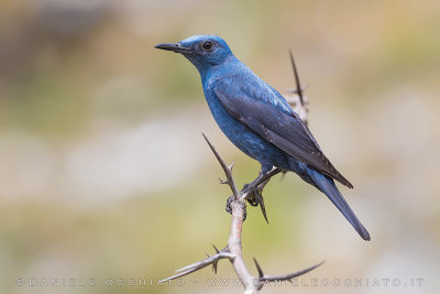 Blue Rock Thrush (Monticola solitarius)