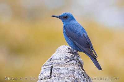 Blue Rock Thrush (Monticola solitarius)