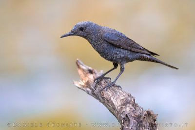 Blue Rock Thrush (Monticola solitarius)