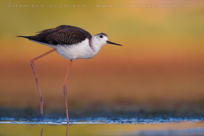 Black-winged Stilt (Himantopus himantopus)