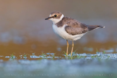 Little Ringed Plover (Charadrius dubius)