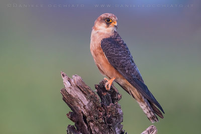 Red-footed Falcon (Falco vespertinus)