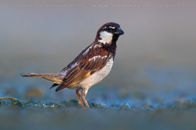 Italian Sparrow (Passera d'Italia)