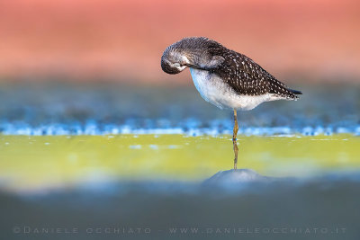 Wood Sandpiper (Tringa glareola)