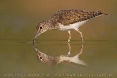 Common Sandpiper (Actitis hypoleucos)