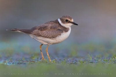 Little Ringed Plover (Charadrius dubius)