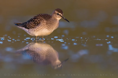 Wood Sandpiper (Tringa glareola)