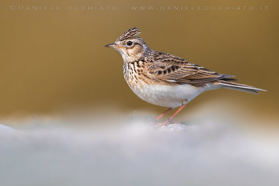 Eurasian Skylark (Alauda arvensis)