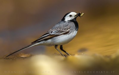 White Wagtail (Motacilla alba)