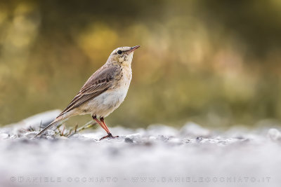 Tawny Pipit (Anthus campestris)