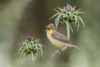 Melodious Warbler (Canapino)