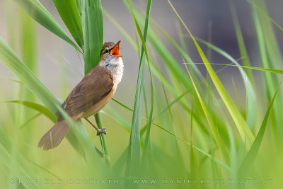 Great Reed Warbler (Acrocephalus arundinaceus)