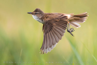 Great Reed Warbler (Acrocephalus arundinaceus)