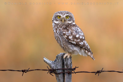 Little Owl (Athene noctua)