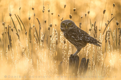 Little Owl (Athene noctua)