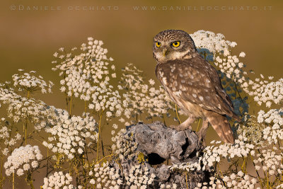 Little Owl (Athene noctua)