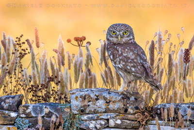 Little Owl (Athene noctua)