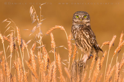 Little Owl (Athene noctua)