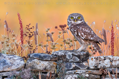 Little Owl (Athene noctua)