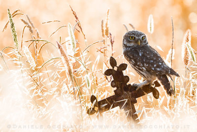 Little Owl (Athene noctua)