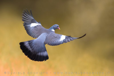 Eurasian Woodpigeon (Columba palumbus)