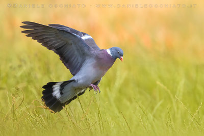 Eurasian Woodpigeon (Columba palumbus)