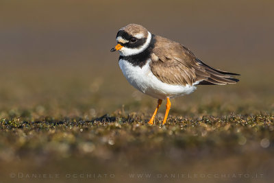 Common Ringed Plover (Charadrius hiaticula)