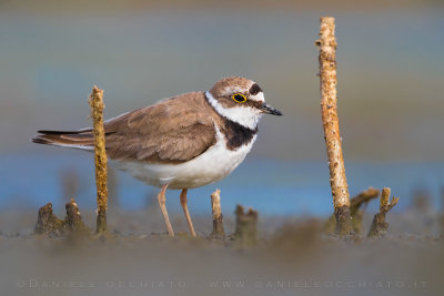 Little Ringed Plover (Charadrius dubius)