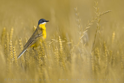 Ashy-headed Wagtail (Motacilla flava cinereocapilla)