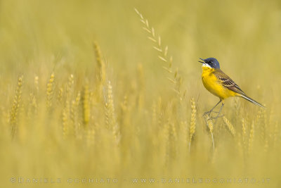 Ashy-headed Wagtail (Motacilla flava cinereocapilla)