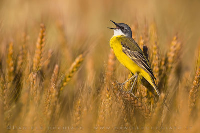 Ashy-headed Wagtail (Motacilla flava cinereocapilla)