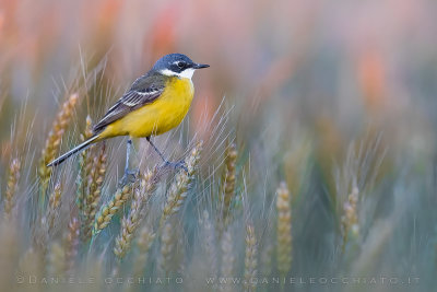 Ashy-headed Wagtail (Motacilla flava cinereocapilla)