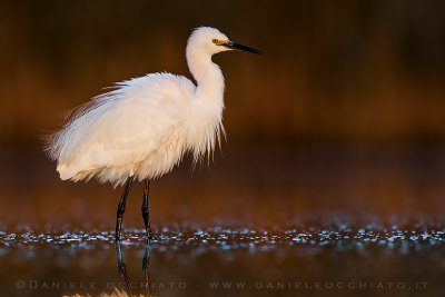 Little Egret (Egretta garzetta)