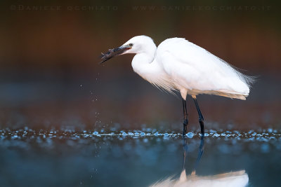 Little Egret (Egretta garzetta)