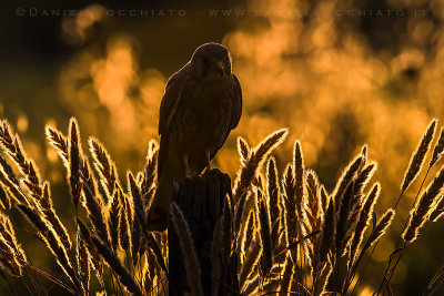 Eurasian Kestrel (Falco tinnunculus)