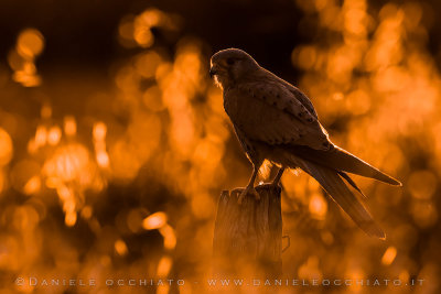 Eurasian Kestrel (Falco tinnunculus)