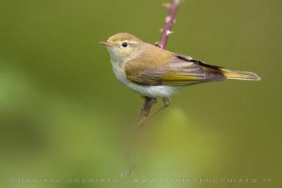 Western Bonelli's Warbler (Phylloscopus bonelli)