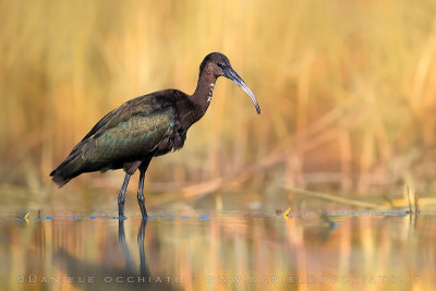 Glossy Ibis (Plegadis falcinellus)