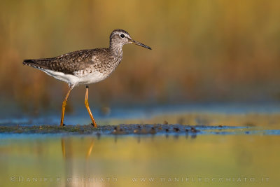 Wood Sandpiper (Tringa glareola)